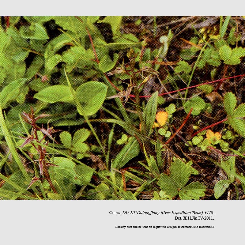Liparis cheniana